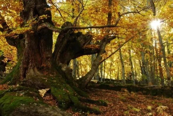 Carroyosa Del Jerte *